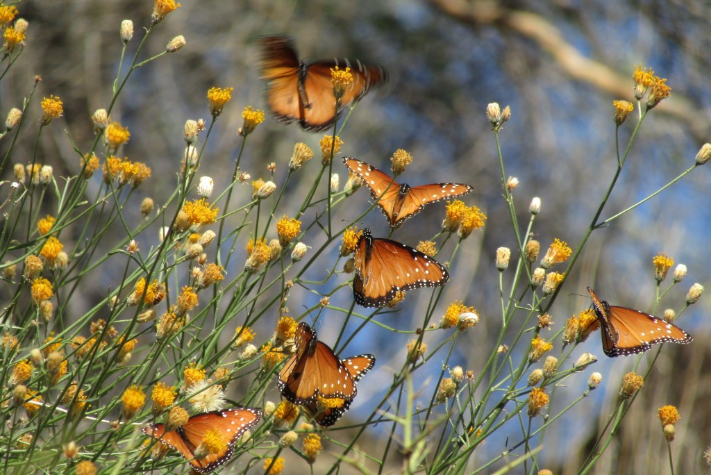 Butterfly Wonderland and the Art of&nbsp;Living